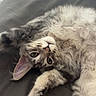 Boston a rejoint le concours — aidez-le/la à gagner de superbes lots ! cat, fluffy, gray, white, pet, indoor, couch, relaxing, feline, cute, paw, fur, closeup, laying, comfortable, animal, domestic, whiskers, curious, portrait