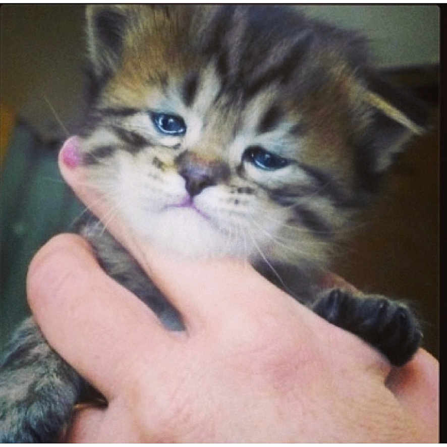 Budha joined the competition — help win amazing prizes! battery_icon, blue_eyes, cat, close_up, date_stamp, fur, gallery_thumbnail, human_hand, indoor, kitten, paw, phone_ui, portrait, screenshot, striped_fur, tabby, thumb, thumbnails, time_display, whiskers