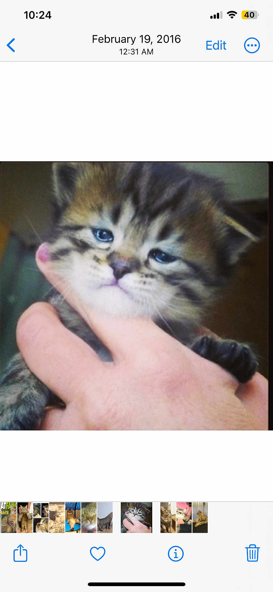 Budha joined the competition — help win amazing prizes! kitten, cat, tabby, striped_fur, blue_eyes, whiskers, paw, human_hand, thumb, close_up, portrait, fur, indoor, screenshot, phone_ui, date_stamp, time_display, battery_icon, thumbnails, gallery_thumbnail