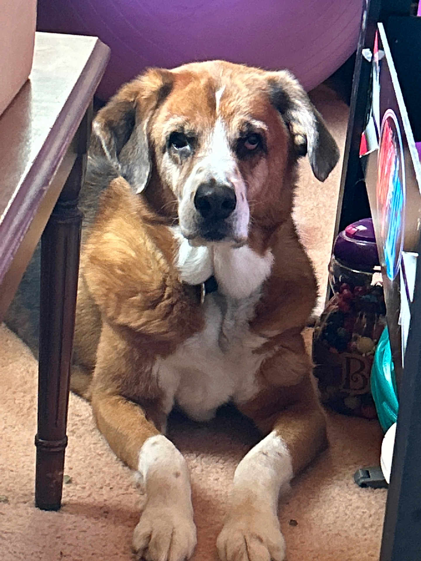 Gia joined the competition — help win amazing prizes! dog, brown_dog, white_chest, paws, indoor, carpet, furniture, table_leg, purple_ball, jar, storage, toy, collar, portrait, looking_at_camera, ears, nose, eyes, relaxed, closeup
