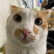 William joined the competition — help win amazing prizes! cat, close_up, indoor, white, orange, whiskers, pet, feline, curious, eyes, face, fur, animal, domestic, portrait, cute, looking, nose, background, soft