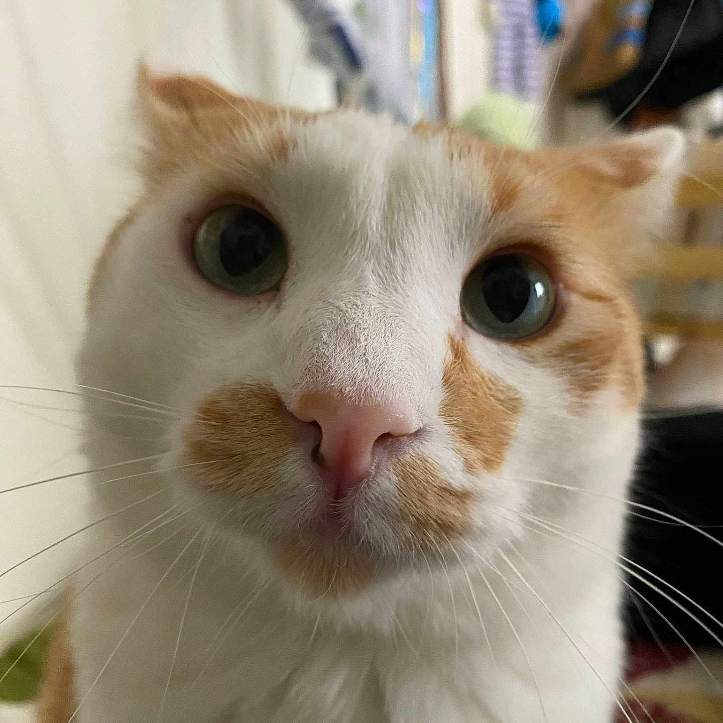 William joined the competition — help win amazing prizes! animal, background, cat, close_up, curious, cute, domestic, eyes, face, feline, fur, indoor, looking, nose, orange, pet, portrait, soft, whiskers, white