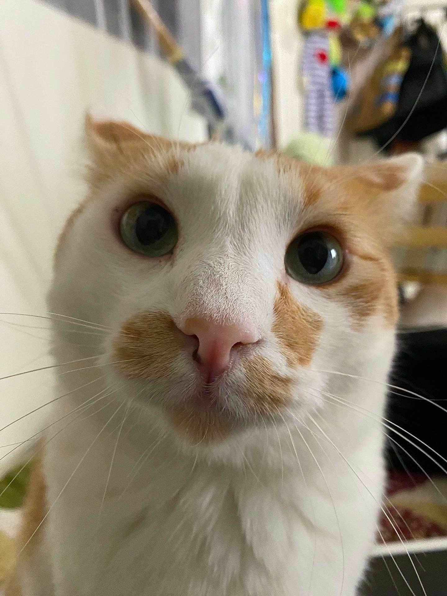 William joined the competition — help win amazing prizes! cat, close_up, indoor, white, orange, whiskers, pet, feline, curious, eyes, face, fur, animal, domestic, portrait, cute, looking, nose, background, soft