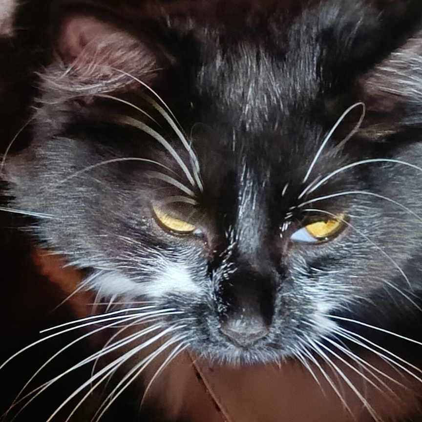 Maloulou participe au concours pour gagner de l'argent avec cette photo : animal, basket, black_cat, cat, close_up, cute, domestic_cat, ear, face, feline, fur, indoor, nose, paw, pet, relaxed, resting, soft_surface, whiskers, yellow_eyes