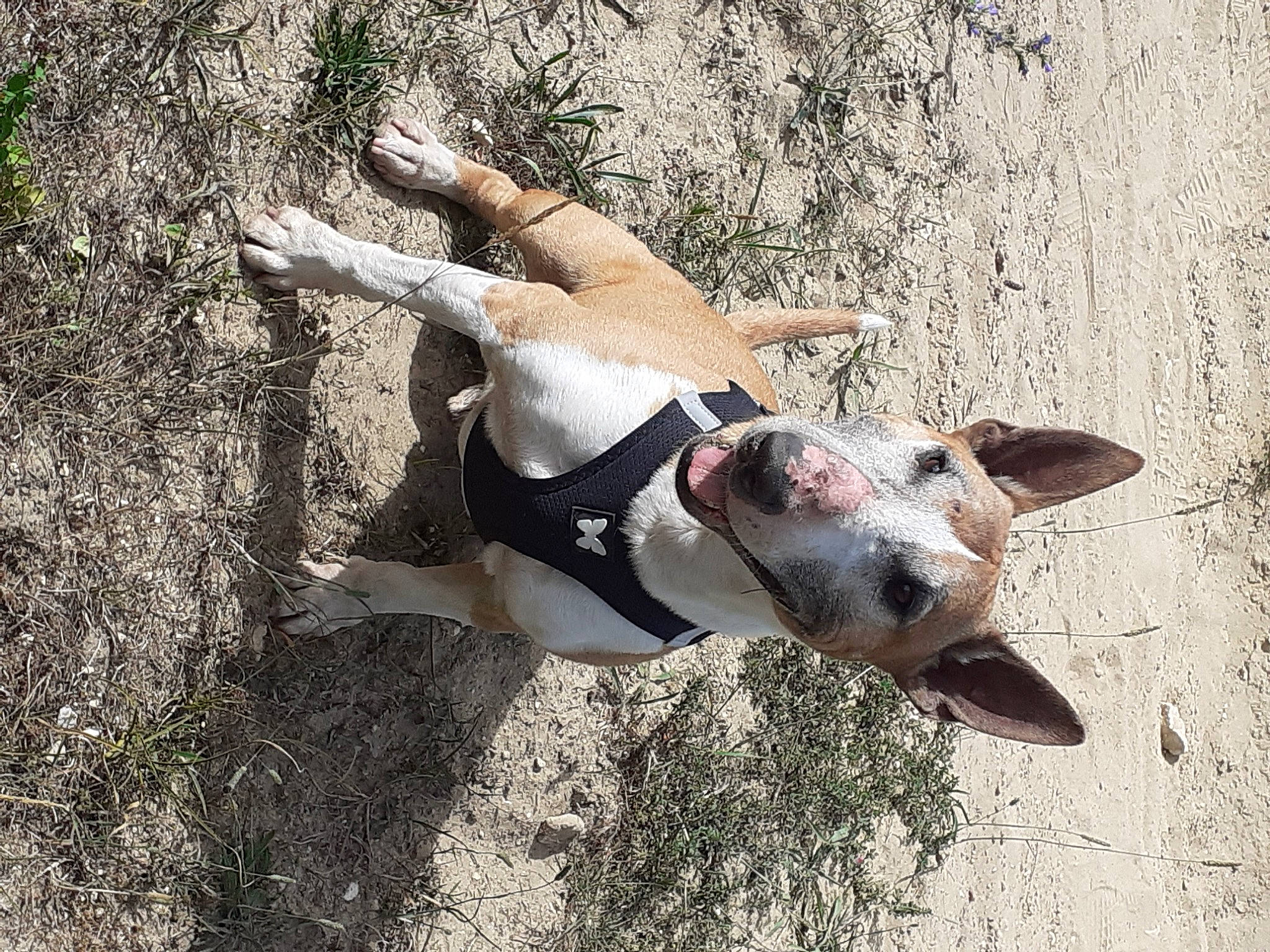 Snoopy a rejoint le concours — aidez-le/la à gagner de superbes lots ! adventure, carnivore, collar, companion_dog, dog, dog_breed, dog_collar, dog_supply, fawn, foot, grass, paw, pet_supply, snout, soil, sporting_group, tail, terrestrial_animal, working_animal, working_dog