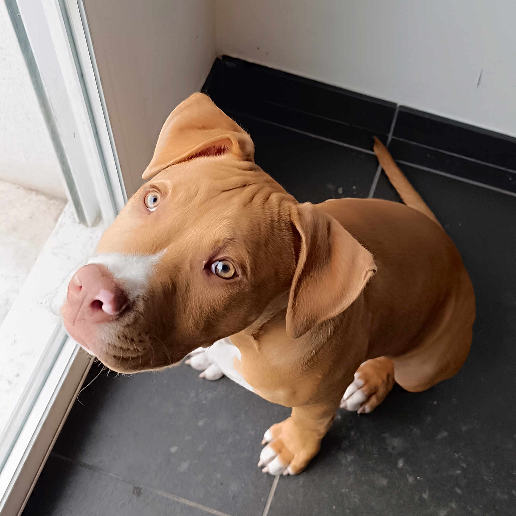 Aaros participe au concours pour gagner de l'argent avec cette photo : blue_eyes, brown_coat, close_up, curious, dog, ears, indoor, looking_up, natural_light, nose, paws, pitbull, portrait, puppy, sitting, tile_floor, whiskers, white_markings, window, young_dog