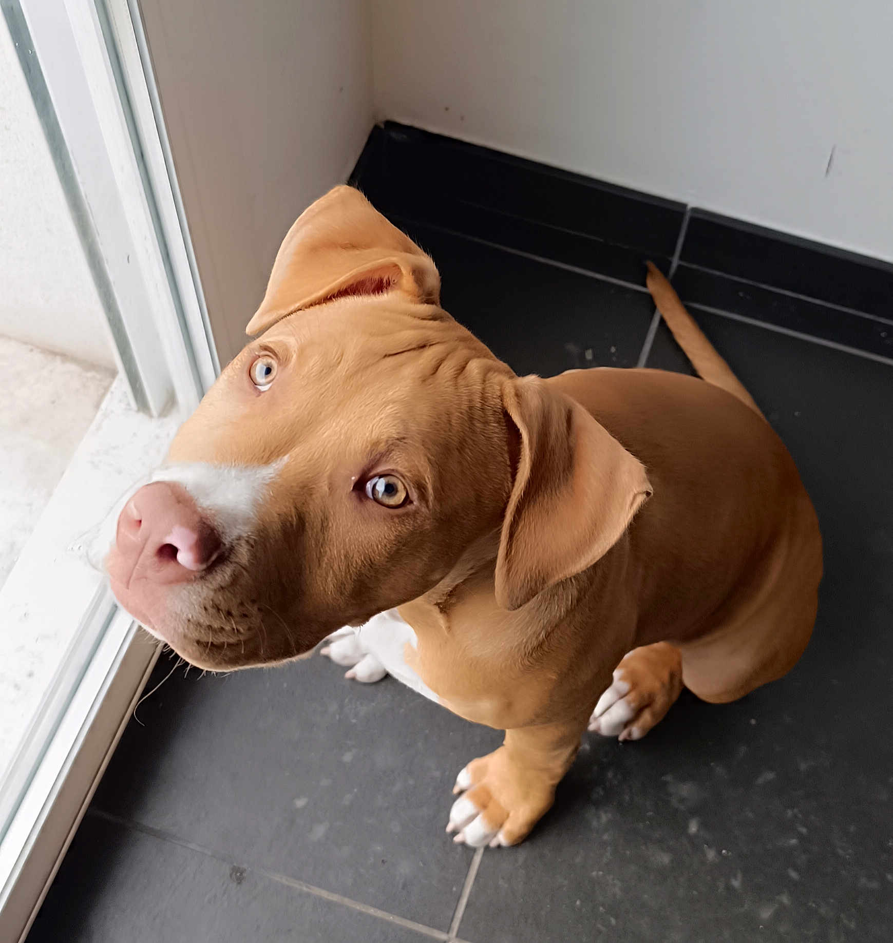 Aaros participe au concours pour gagner de l'argent avec cette photo : dog, puppy, pitbull, brown_coat, white_markings, blue_eyes, looking_up, sitting, indoor, tile_floor, window, natural_light, paws, nose, ears, whiskers, curious, portrait, young_dog, close_up