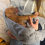 Aaros participe au concours pour gagner de l'argent avec cette photo : puppy, dog, blanket, towel, person, hand, hoodie, jeans, hair, sleeping, cozy, indoor, lap, paw, snout, nails, cuddling, soft_texture, pet, relaxed