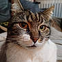 animal, cat, close_up, cute, domestic_animal, ears, eyes, face, feline, focus, fur, indoor, mammal, pet, portrait, resting, soft_light, tabby_cat, texture, whiskers