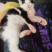 Horeo participe au concours pour gagner de l'argent avec cette photo : animal, black_and_white, casual, cat, clothing, comfort, cute, ears, feline, indoor, kitten, lap, paw_pads, person, pet, relaxed, sleeping, soft, tail, whiskers