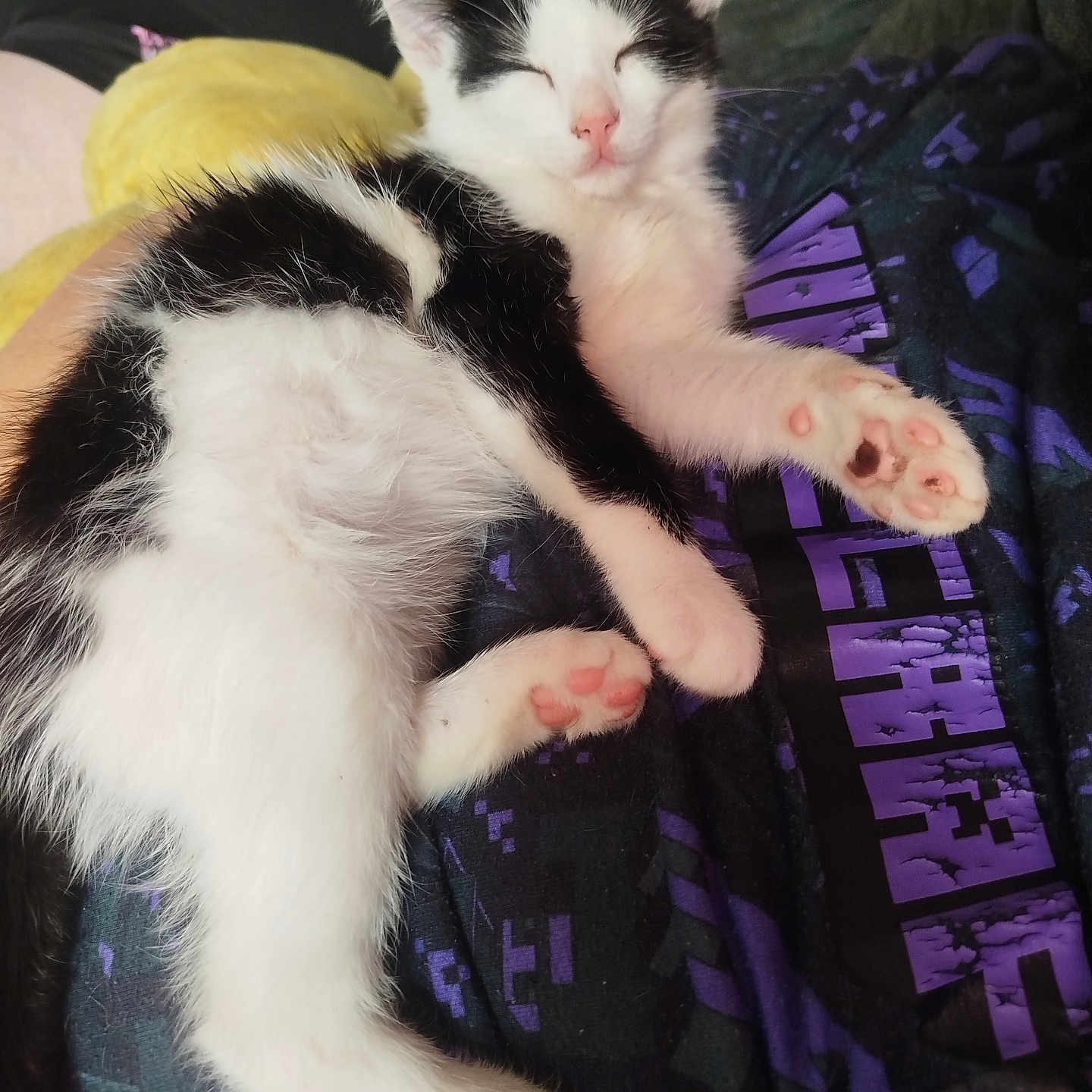 Horeo participe au concours pour gagner de l'argent avec cette photo : animal, black_and_white, casual, cat, clothing, comfort, cute, ears, feline, indoor, kitten, lap, paw_pads, person, pet, relaxed, sleeping, soft, tail, whiskers