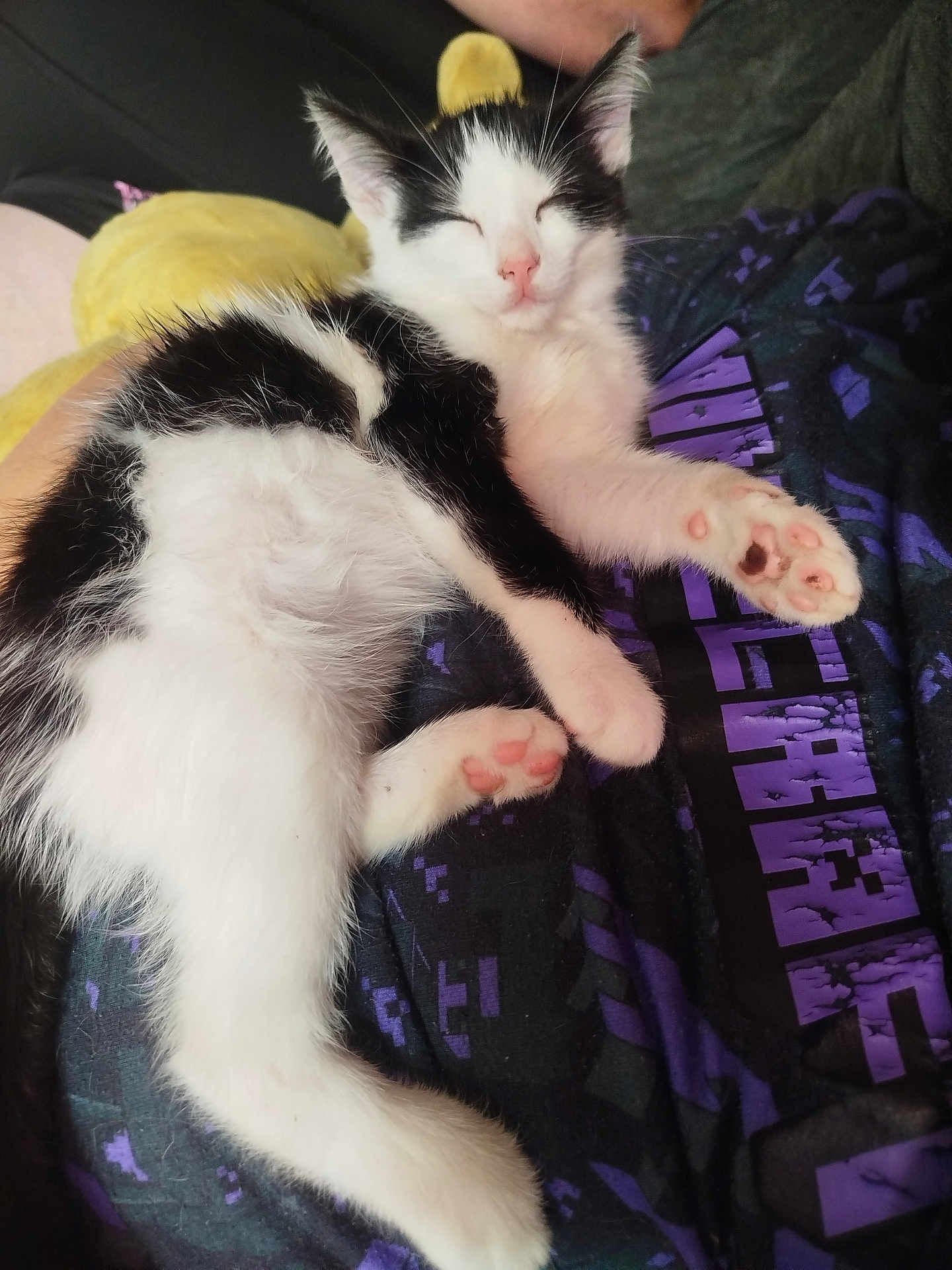Horeo participe au concours pour gagner de l'argent avec cette photo : animal, black_and_white, casual, cat, clothing, comfort, cute, ears, feline, indoor, kitten, lap, paw_pads, person, pet, relaxed, sleeping, soft, tail, whiskers