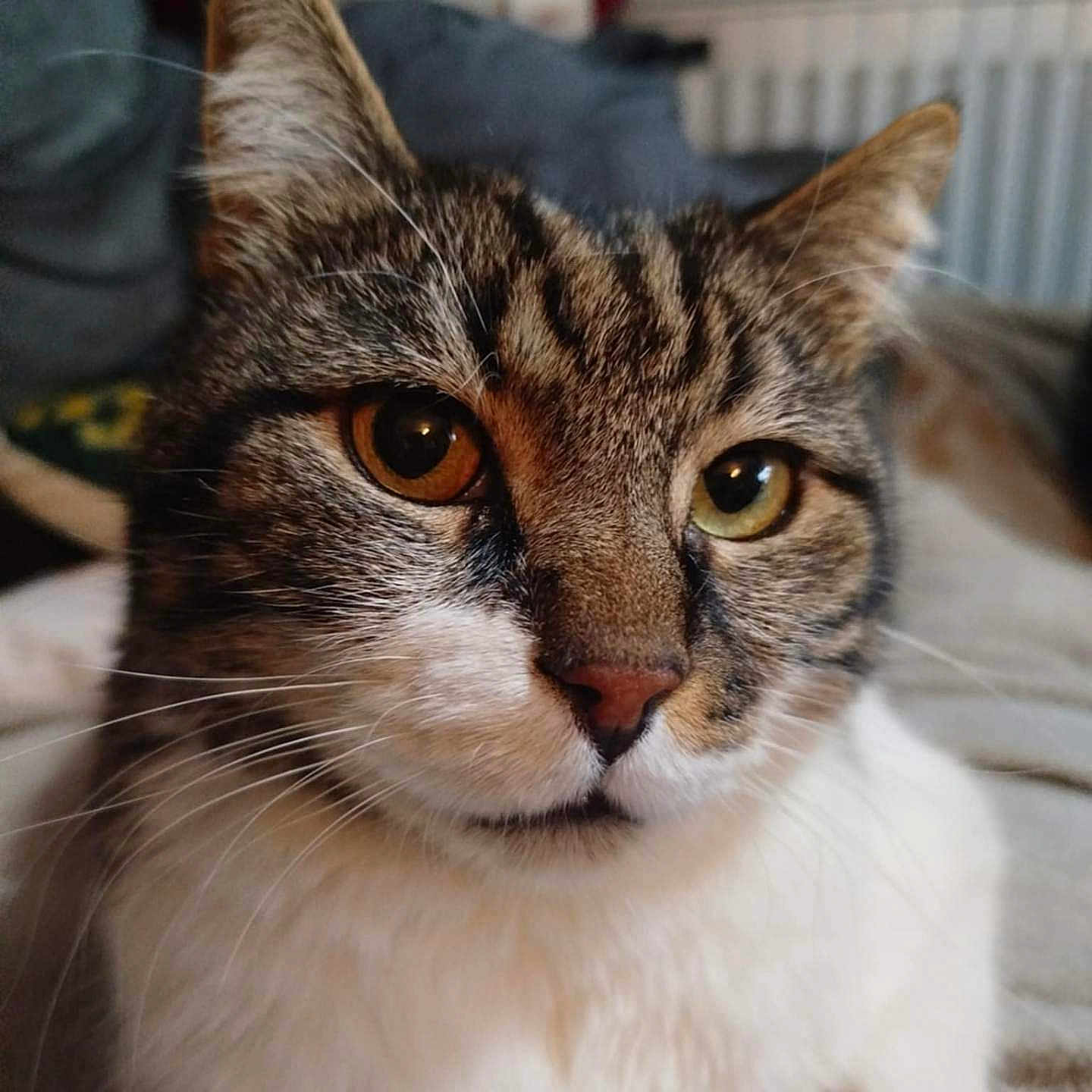 Gros Yaya participe au concours pour gagner de l'argent avec cette photo : animal, cat, close_up, cute, domestic_animal, ears, eyes, face, feline, focus, fur, indoor, mammal, pet, portrait, resting, soft_light, tabby_cat, texture, whiskers