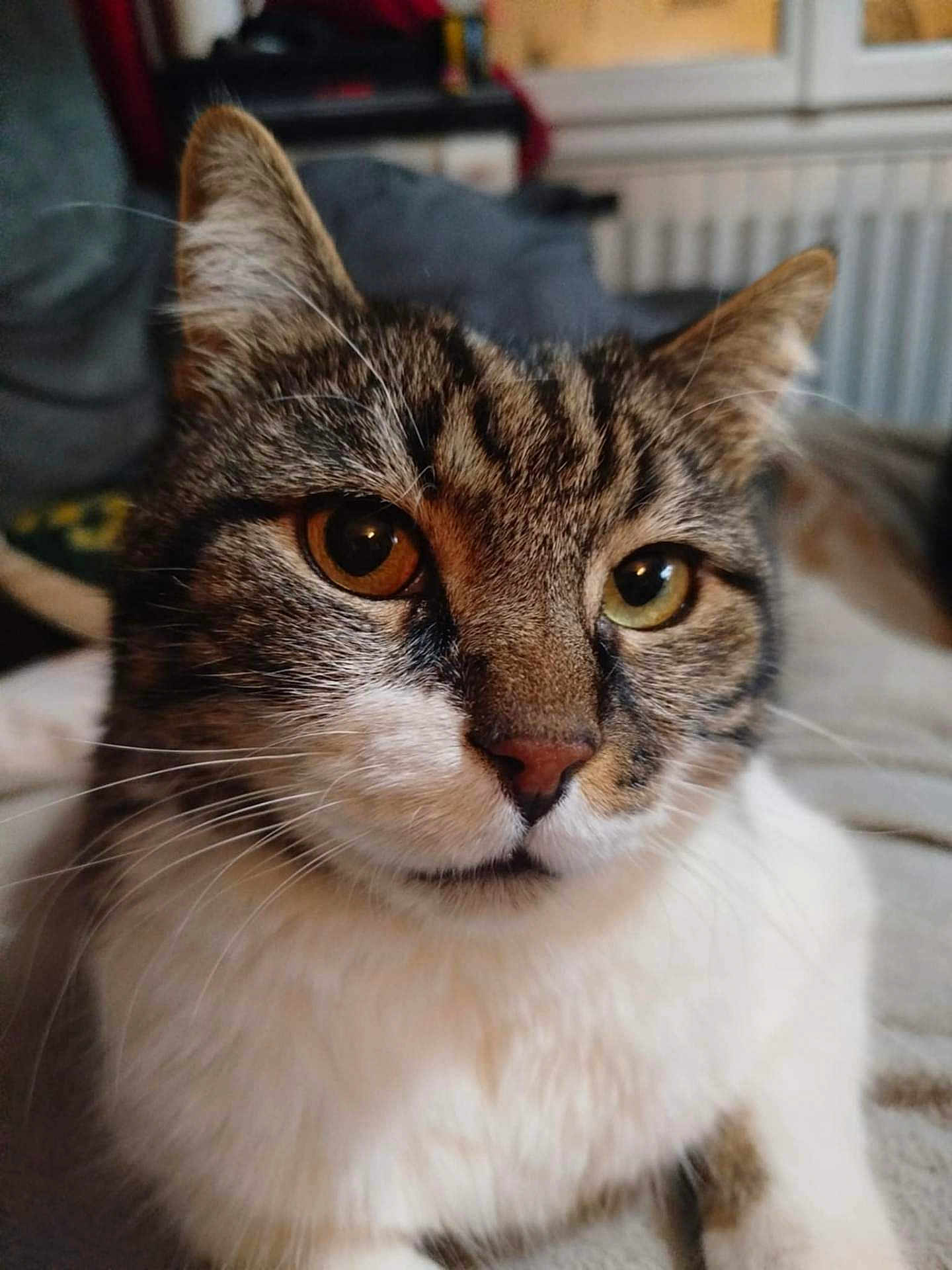 Gros Yaya