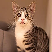 Pierre is registered to the contest to win money with this photo: animal, cat, closeup, curious, cute, domestic, ears, eyes, feline, fur, indoor, mammal, pet, portrait, sitting, striped, tabby, tongue, whiskers, young
