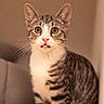 cat, tabby, animal, pet, whiskers, ears, eyes, tongue, curious, feline, indoor, closeup, portrait, cute, mammal, striped, fur, sitting, young, domestic
