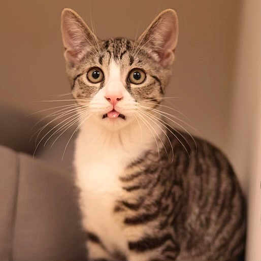 Pierre