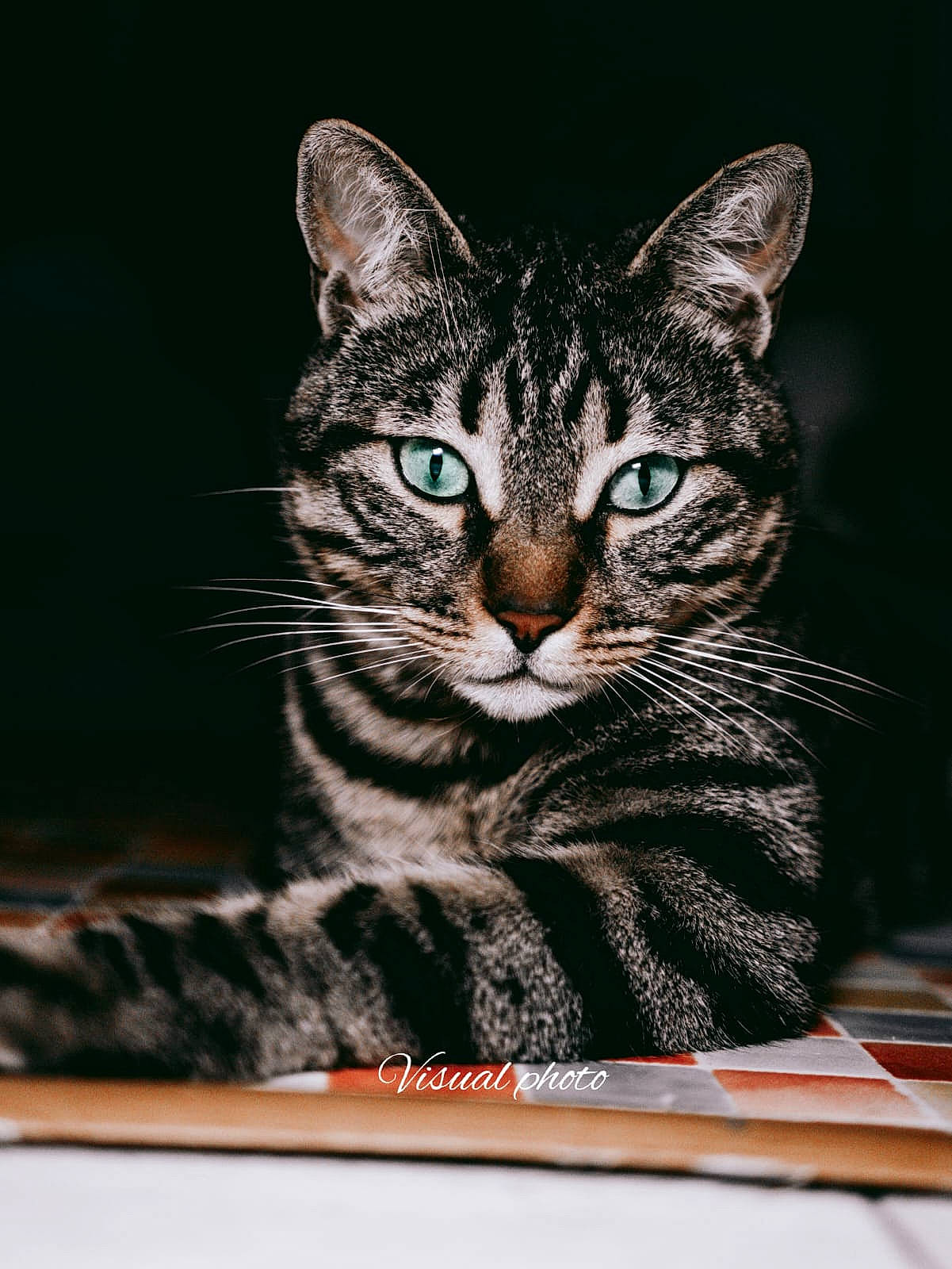 Spyro participe au concours pour gagner de l'argent avec cette photo : carnivore, cat, domestic_short_haired_cat, felidae, fur, grass, paw, photo_caption, rectangle, small_to_medium_sized_cats, snout, terrestrial_animal, whiskers, wildlife