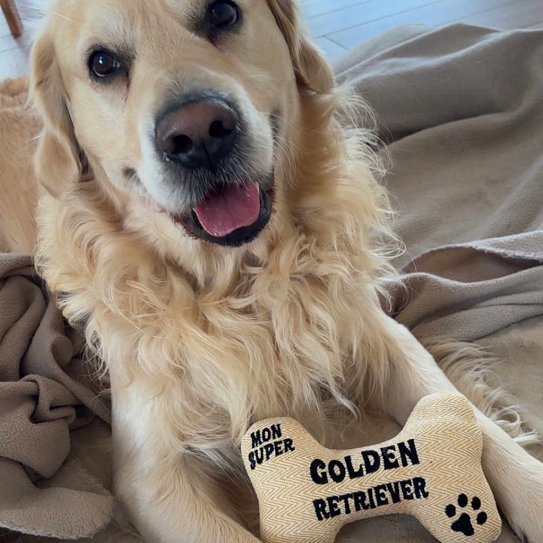 Lucky participe au concours pour gagner de l'argent avec cette photo : animal, blanket, bodypart, canine, cockerspaniel, couch, cushion, dog, furniture, goldenretriever, homedecor, hound, indoors, labradorretriever, pet, plush, puppy, toy, whitedog, wood