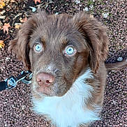 Patto participe au concours pour gagner de l'argent avec cette photo : puppy, dog, blue_eyes, close_up, outdoor, leash, fluffy, curious, brown_fur, white_fur, autumn, leaves, nature, pet, animal, young_dog, cute, portrait, looking_up, ground