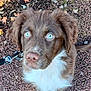 puppy, dog, blue_eyes, close_up, outdoor, leash, fluffy, curious, brown_fur, white_fur, autumn, leaves, nature, pet, animal, young_dog, cute, portrait, looking_up, ground