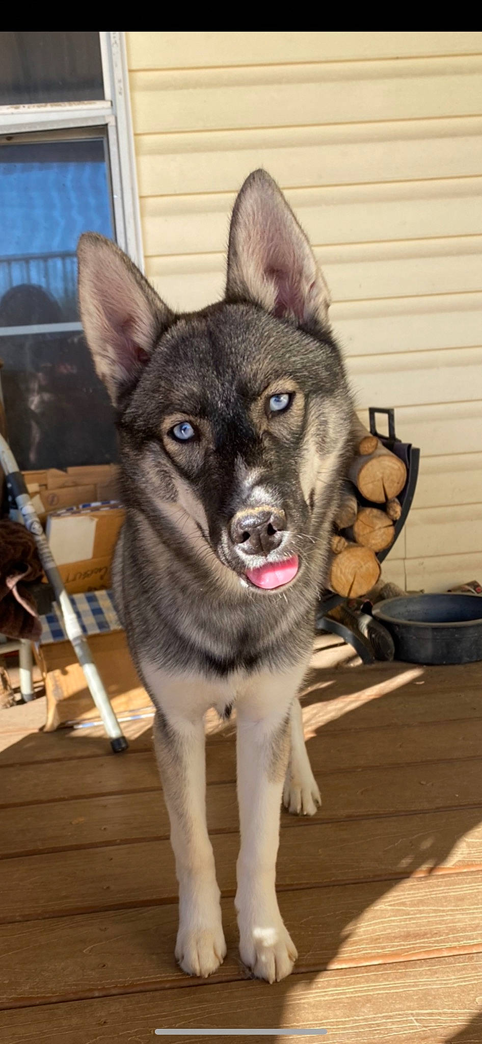 Akali is registered to the contest to win money with this photo: canidae, canis, carnivore, companion_dog, dog, dog_breed, eye, fawn, flooring, fur, grey, head, jaw, sled_dog, snout, sporting_group, whiskers, window, wood, working_animal