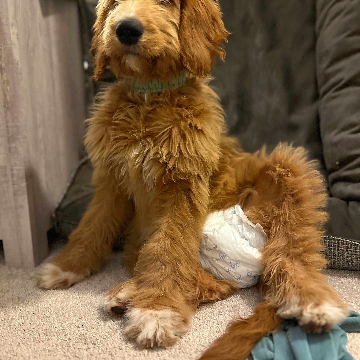 Cali is registered to the contest to win money with this photo: airedale, animal, canine, cat, cockerspaniel, couch, dog, furniture, goldenretriever, hardwood, hound, papillon, person, pet, plush, poodle, puppy, sleeping, terrier, wood