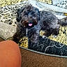 Dior Johnson Flores is registered to the contest to win money with this photo: animal, black_dog, carpet, companion, cute, dog, floor, furniture, glass_table, home, indoor, legs, living_room, metal_table, patterned_rug, person, pet, playful, rug, tongue_out
