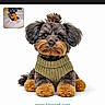 adorable, animal, companion, cute, dog, fluffy_fur, friendly, groomed, indoor, knitted_sweater, mammal, orange_paws, pet, portrait, puppy, small_dog, studio_photo, top_knot, toy_like, white_background