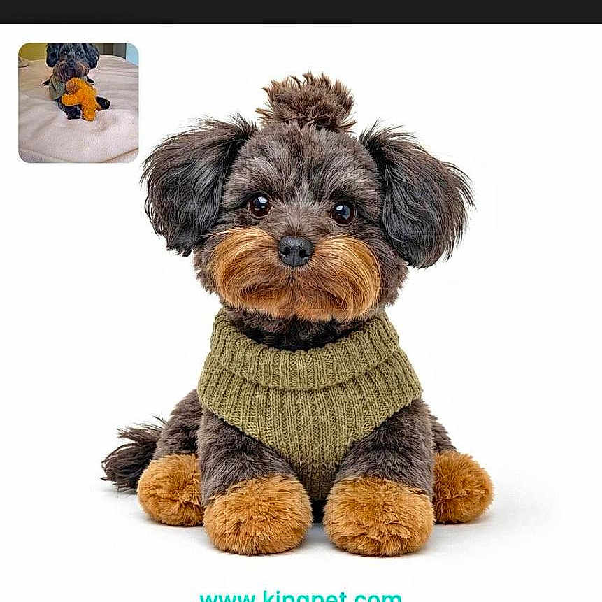 Dior Johnson Flores joined the competition — help win amazing prizes! adorable, animal, companion, cute, dog, fluffy_fur, friendly, groomed, indoor, knitted_sweater, mammal, orange_paws, pet, portrait, puppy, small_dog, studio_photo, top_knot, toy_like, white_background