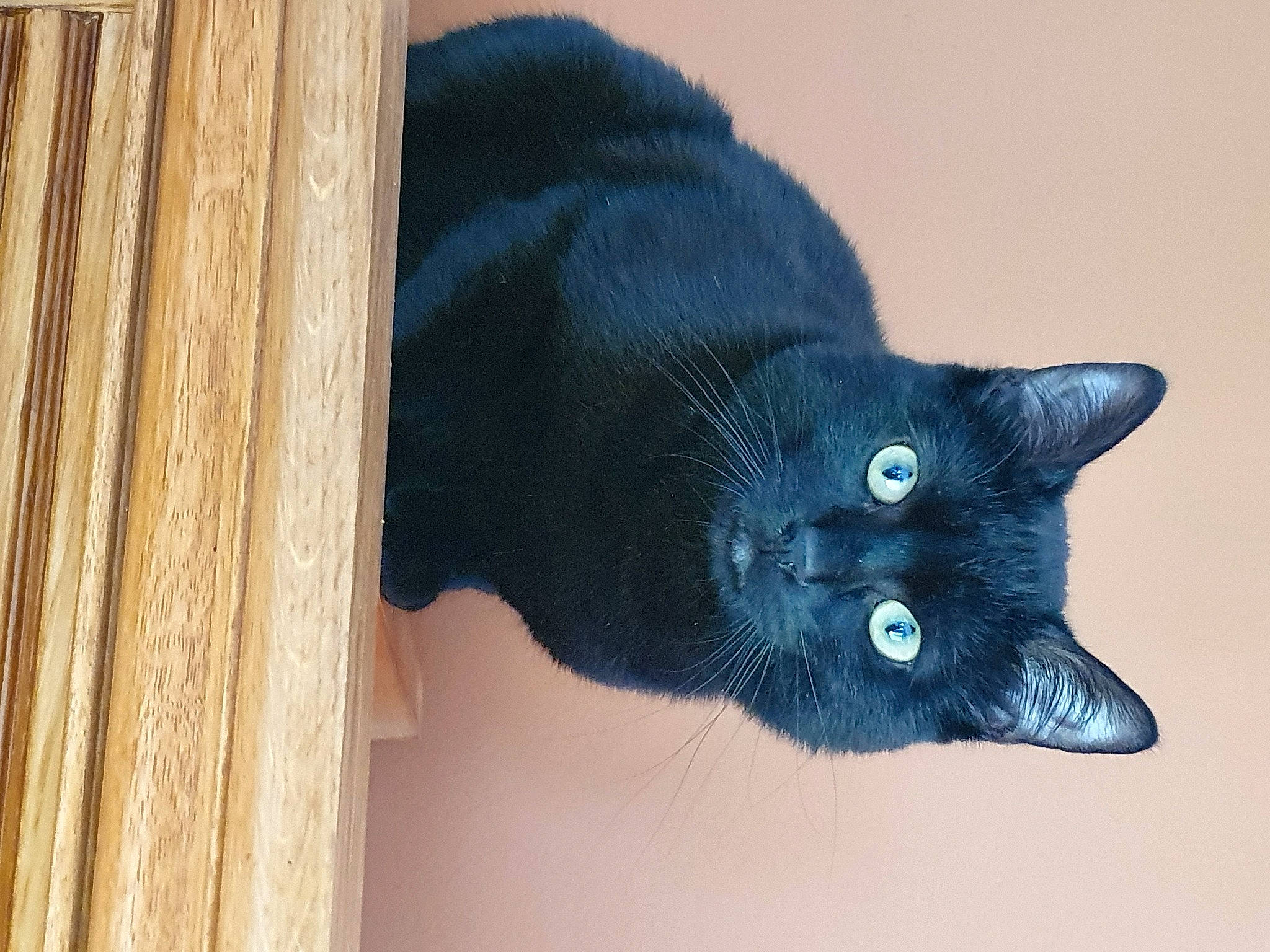 Peanuts participe au concours pour gagner de l'argent avec cette photo : black_cat, bombay, carnivore, cat, claw, dog_breed, domestic_short_haired_cat, electric_blue, eye, felidae, fur, hardwood, head, plank, small_to_medium_sized_cats, snout, tail, terrestrial_animal, whiskers, wood