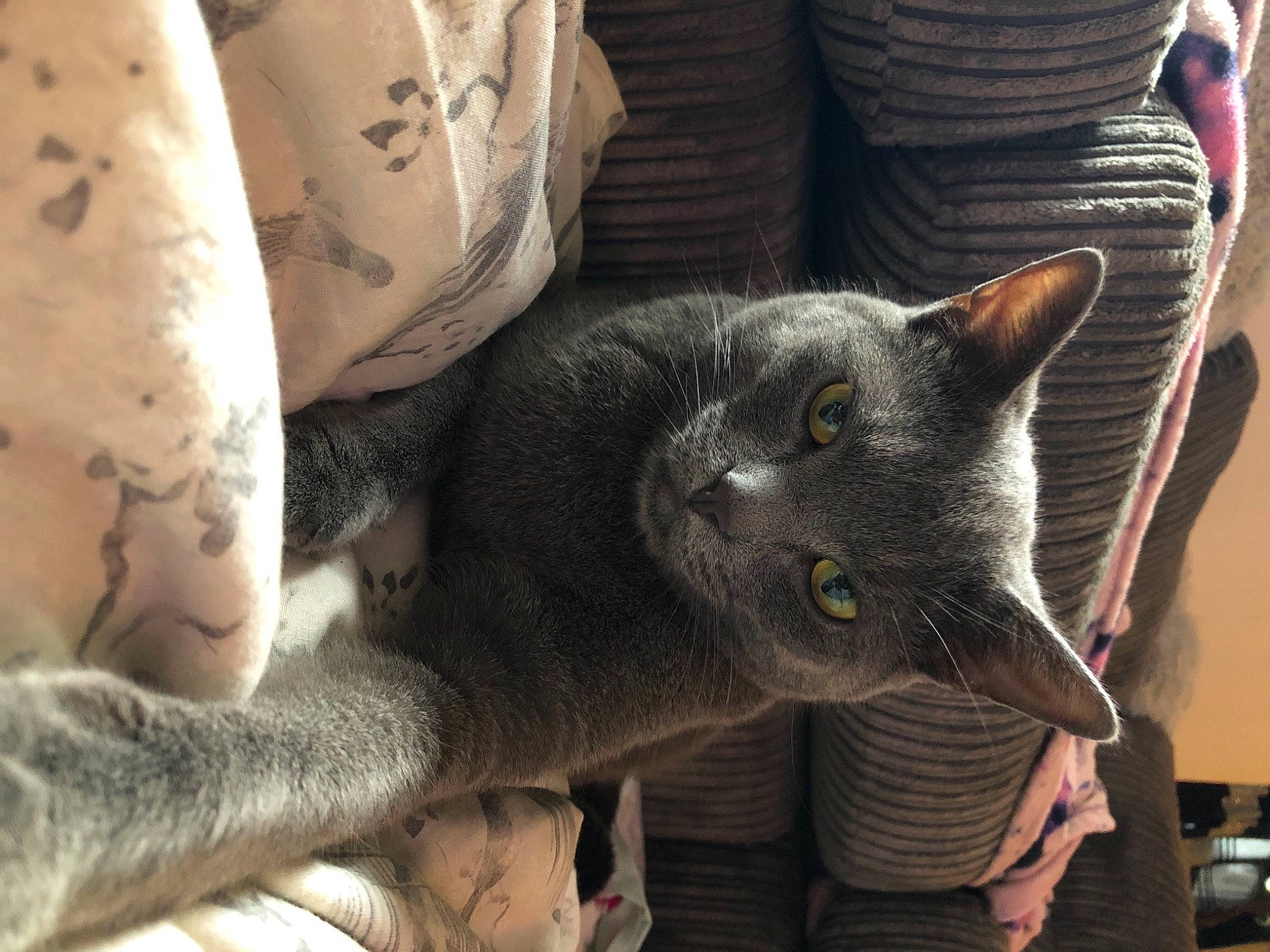 Ashes is registered to the contest to win money with this photo: black_cat, canidae, carnivore, cat, chartreux, claw, comfort, domestic_short_haired_cat, felidae, fur, grey, nap, paw, russian_blue, small_to_medium_sized_cats, snout, tail, whiskers