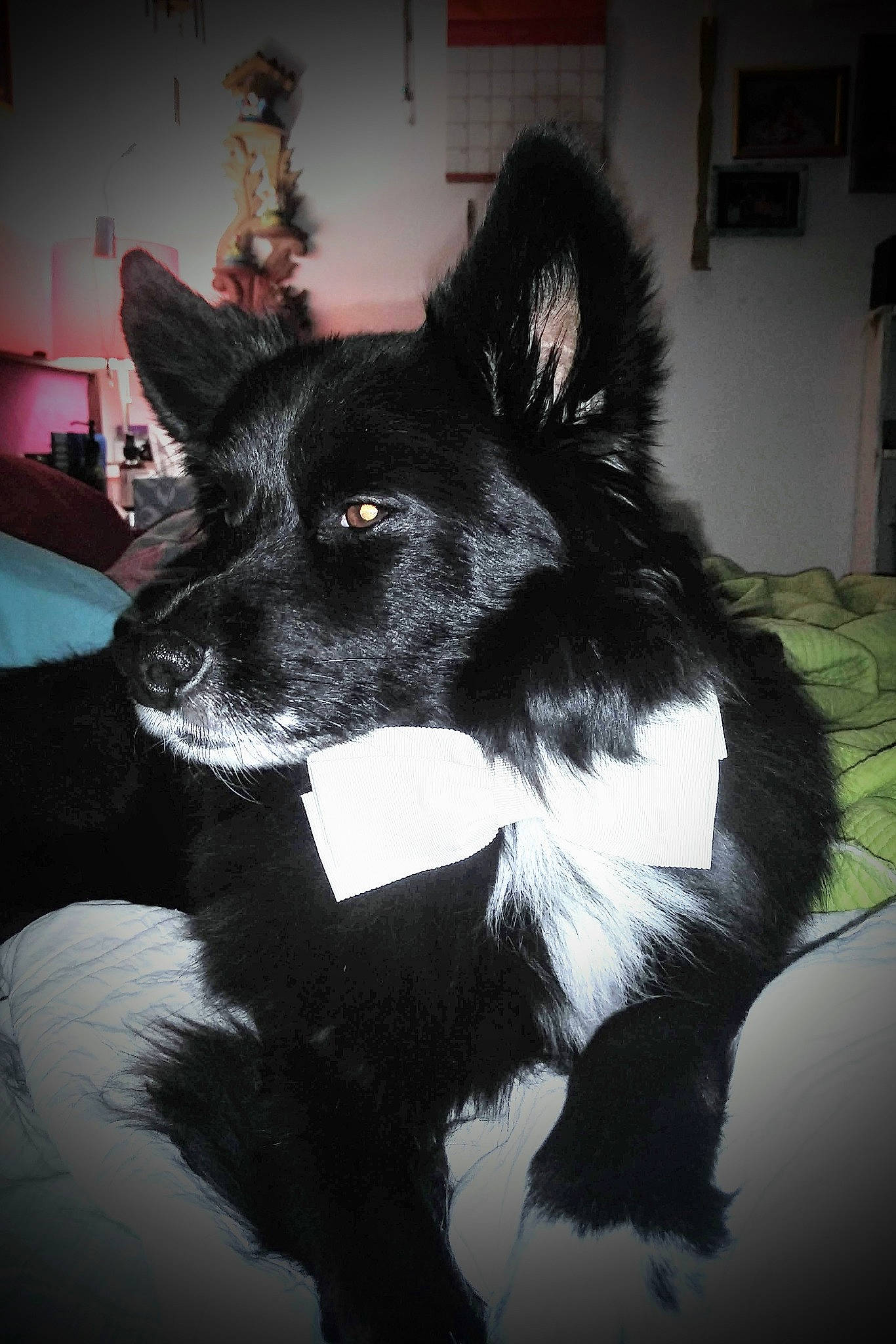 Bentley joined the competition — help win amazing prizes! black, black_norwegian_elkhound, canidae, carnivore, dog, dog_breed, fur, mammal, non_sporting_group, rare_breed_dog, schipperke, snout, tail, vertebrate