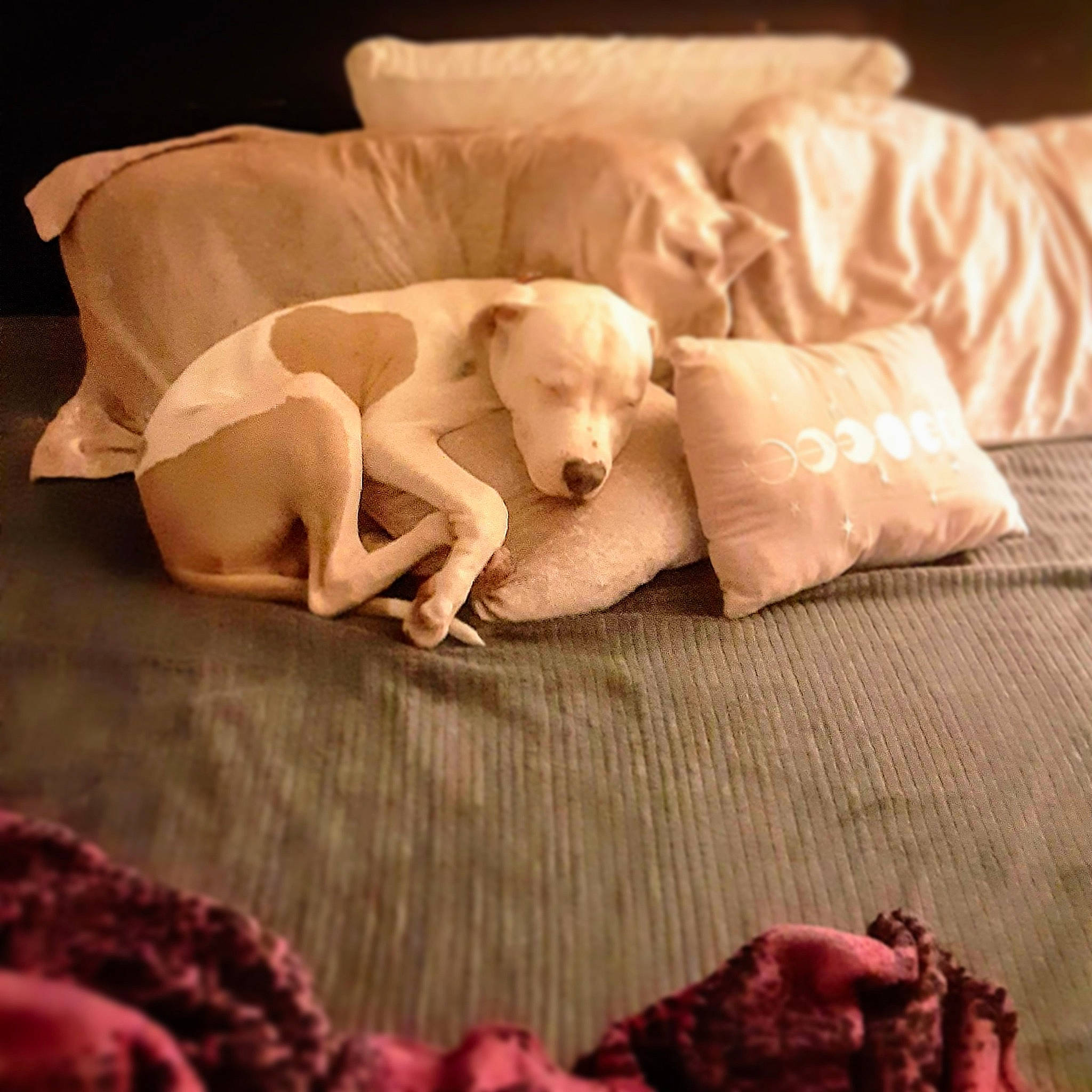 Fredrick is registered to the contest to win money with this photo: canidae, carnivore, companion_dog, dog, dog_breed, dogo_argentino, italian_greyhound, linens, nap, non_sporting_group, puppy, sleep