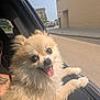 animal, building, car, city, closeup, cute, daytime, dog, face, fluffy, happy, no_parking_sign, outdoor, pet, pom, pomeranian, street, sunny, tongue_out, window