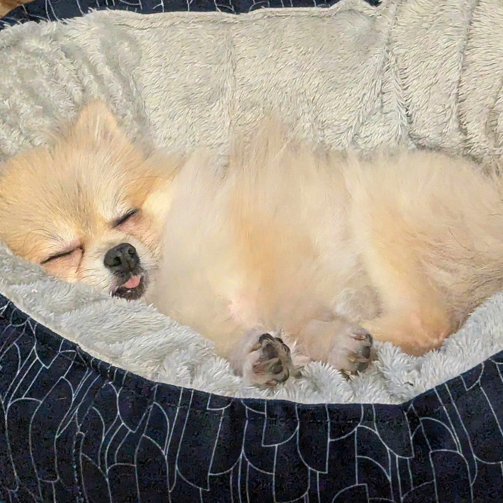 Mr Skinkers joined the competition — help win amazing prizes! animal, bed, canine, comfort, cozy, cute, dog, domestic_animal, fluffy, fur, fur_texture, indoors, nap, paw, pet_bed, relaxed, resting, sleeping, small_dog, tongue_out