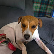 Benny is registered to the contest to win money with this photo: dog, pet, couch, indoor, brown_and_white, small_dog, canine, animal, plaid_background, blanket, relaxed, fur, ears, paw, snout, domestic, companion, resting, living_room, curious