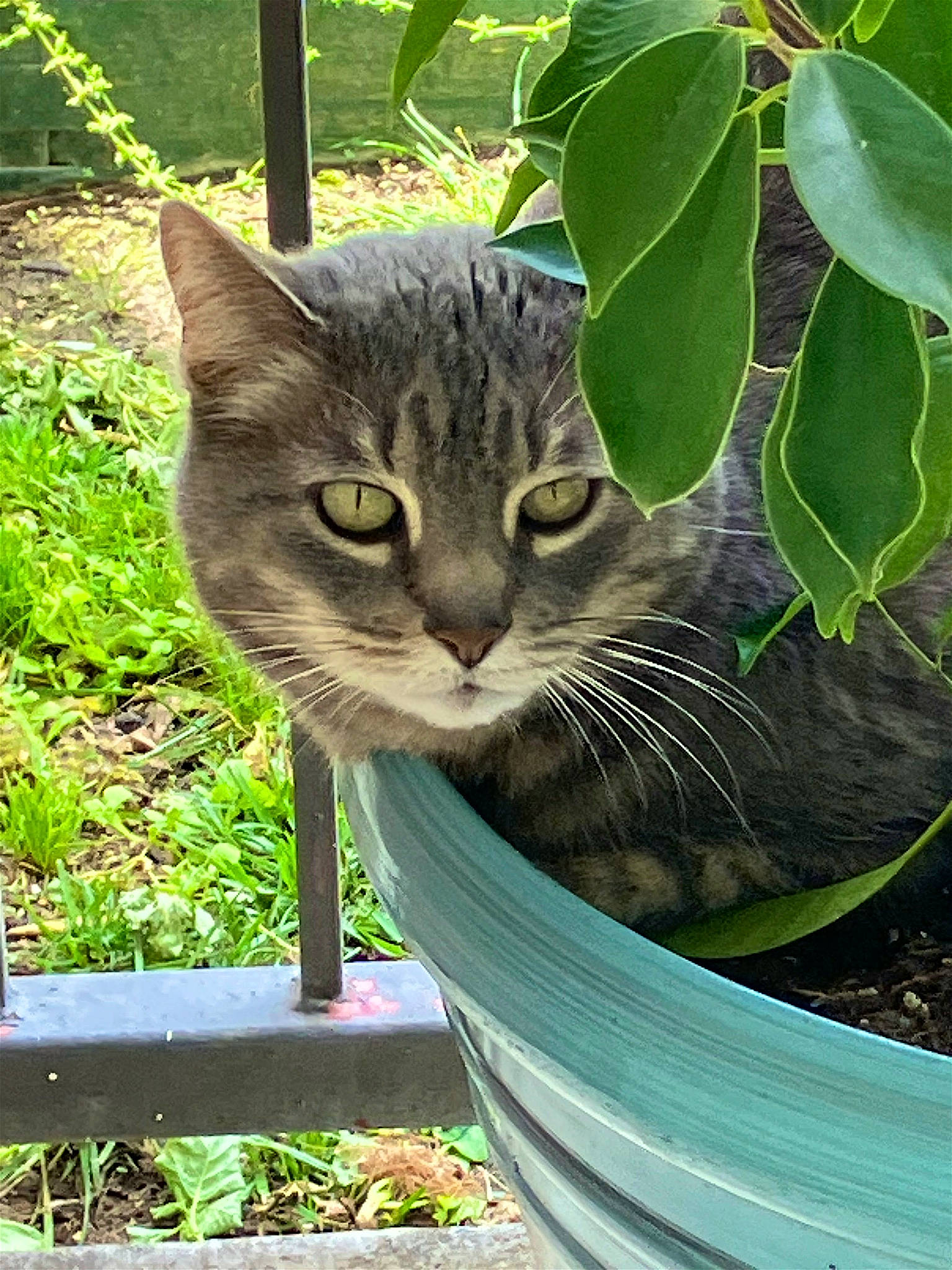 Little Kitty is registered to the contest to win money with this photo: botany, carnivore, cat, domestic_short_haired_cat, felidae, flowerpot, fur, garden, grass, groundcover, herb, pet_supply, plant, small_to_medium_sized_cats, snout, terrestrial_animal, terrestrial_plant, tree, whiskers, wildlife