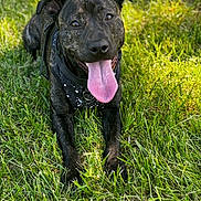 Coco is registered to the contest to win money with this photo: dog, grass, outdoor, pet, animal, canine, tongue, panting, black, brindle, harness, laying_down, sunlight, nature, happy, cute, closeup, friendly, summer, playful