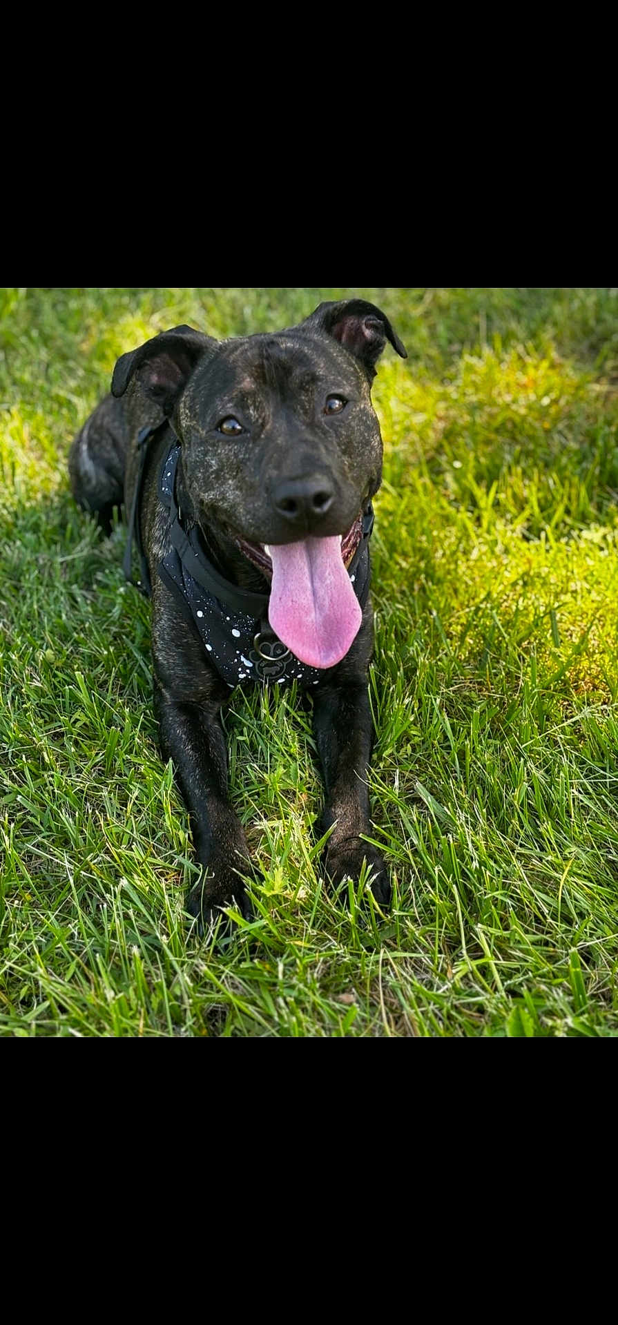 Coco is registered to the contest to win money with this photo: dog, grass, outdoor, pet, animal, canine, tongue, panting, black, brindle, harness, laying_down, sunlight, nature, happy, cute, closeup, friendly, summer, playful