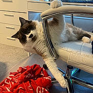 Milo joined the competition — help win amazing prizes! cat, fluffy, white_chair, office_chair, red_blanket, carpet, paw, desk, bottle, computer_monitor, keyboard, drawer, home_office, relaxed, indoor, feline, pet, fur, curled, comfortable