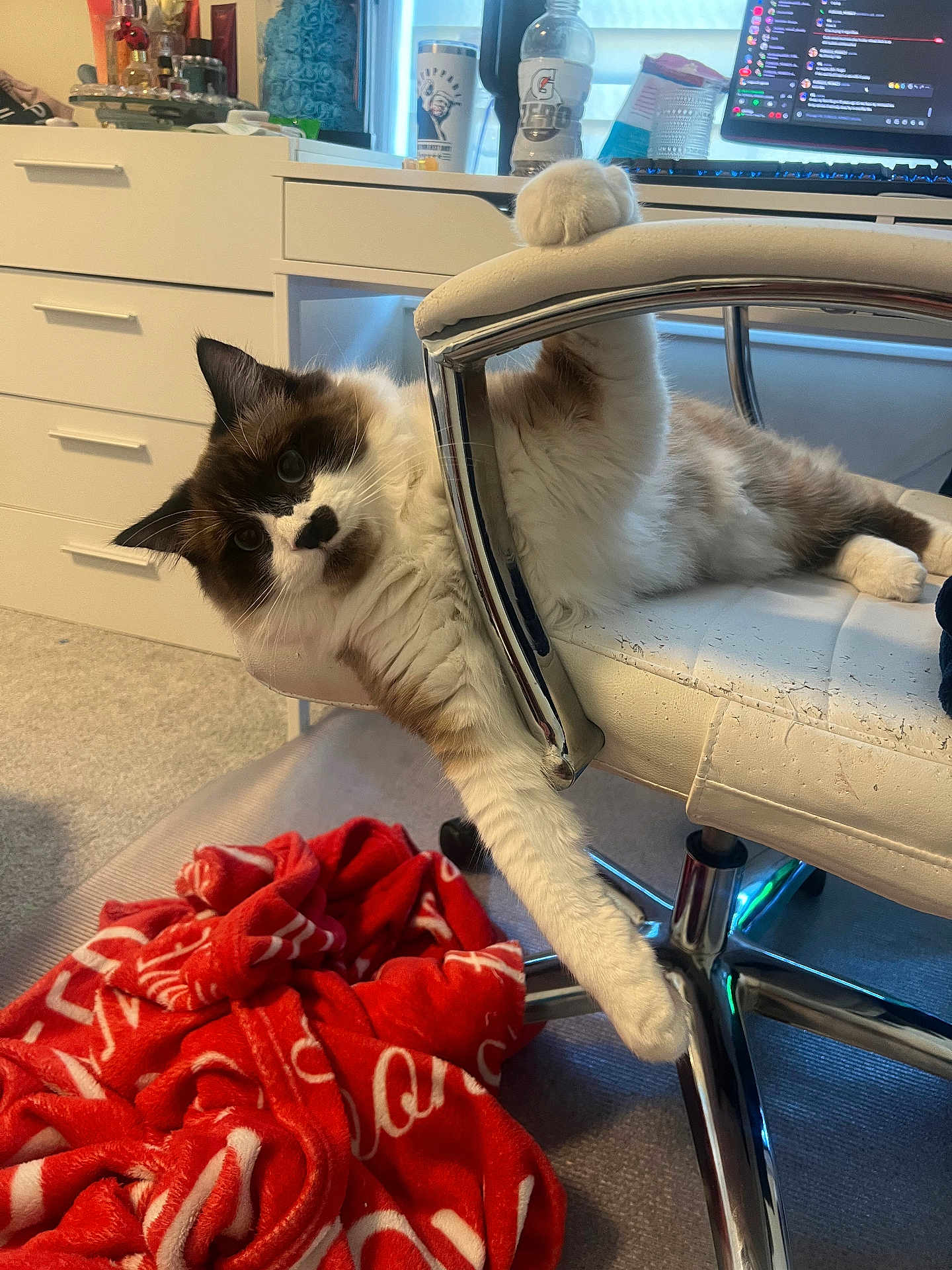 Milo joined the competition — help win amazing prizes! cat, fluffy, white_chair, office_chair, red_blanket, carpet, paw, desk, bottle, computer_monitor, keyboard, drawer, home_office, relaxed, indoor, feline, pet, fur, curled, comfortable