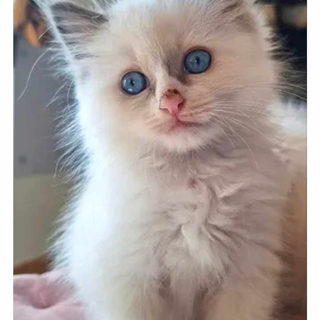 Yuki