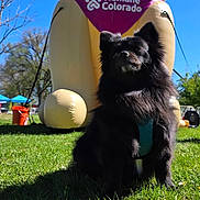 Gracie is registered to the contest to win money with this photo: animal, black_dog, blue_sky, cute, daytime, dog, fluffy, grass, humane_colorado, inflatable, large_inflatable, mascot, nature, outdoor, park, pet, purple_bandana, shadow, small_dog, sunny