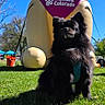 animal, black_dog, blue_sky, cute, daytime, dog, fluffy, grass, humane_colorado, inflatable, large_inflatable, mascot, nature, outdoor, park, pet, purple_bandana, shadow, small_dog, sunny