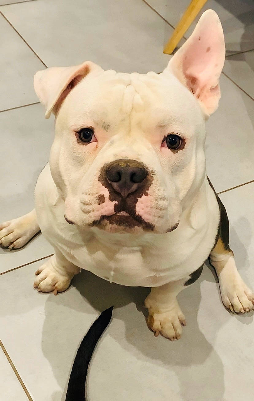 Romeo a rejoint le concours — aidez-le/la à gagner de superbes lots ! bulldog, canidae, carnivore, collar, companion_dog, cordoba_fighting_dog, dog, dog_breed, ear, fawn, non_sporting_group, pet_supply, snout, sporting_group, terrestrial_animal, whiskers, working_animal