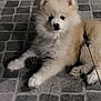 dog, puppy, pomeranian, fluffy, animal, pet, floor, stone_tiles, leash, pine_cone, cute, small_dog, indoor, resting, fur, white, cream, paw, looking_at_camera, young_dog