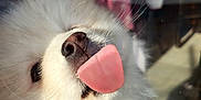 Apache participe au concours pour gagner de l'argent avec cette photo : dog, white, fluffy, tongue, nose, close_up, glass, reflection, outdoor, pet, cute, animal, fur, whiskers, playful, funny, face, expression, daylight, domestic