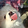 dog, white, fluffy, tongue, nose, close_up, glass, reflection, outdoor, pet, cute, animal, fur, whiskers, playful, funny, face, expression, daylight, domestic