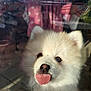 puppy, dog, tongue, window, glass, fluffy, white, cute, pet, animal, indoor, reflection, sunlight, fur, closeup, face, nose, ears, adorable, young